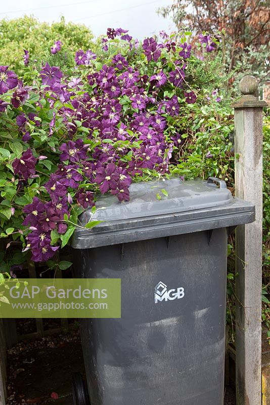Wheely bin shelter with Clematis 'Etoile Violette'