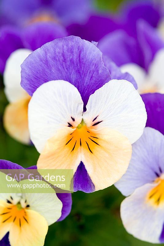 Viola cornuta - 'Rocky Peach Jump Up' - Winter flowering pansy
