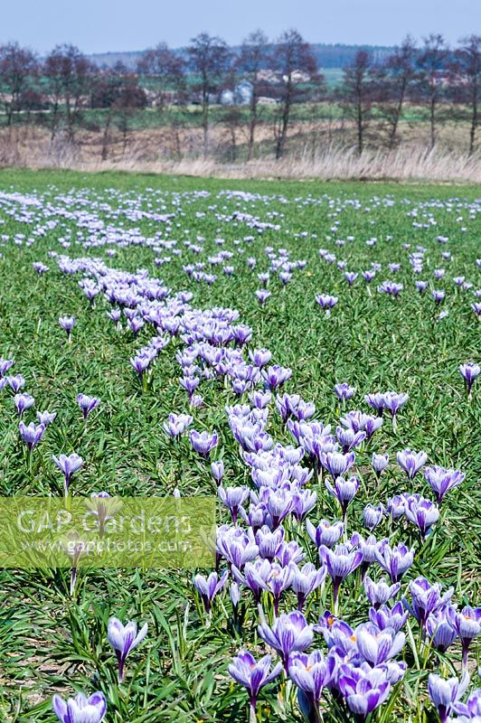 Field of Crocuses 'King of the Striped'