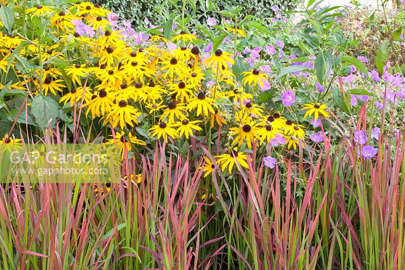 Summer border planted with Rudbeckia, Imperata cylindrica 'Red Baron' and Geranium 'Rozanne'
