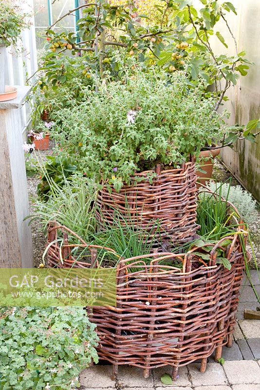 Herb basket planted with Allium schoenoprasum, Rumex and Tulbaghia violacea