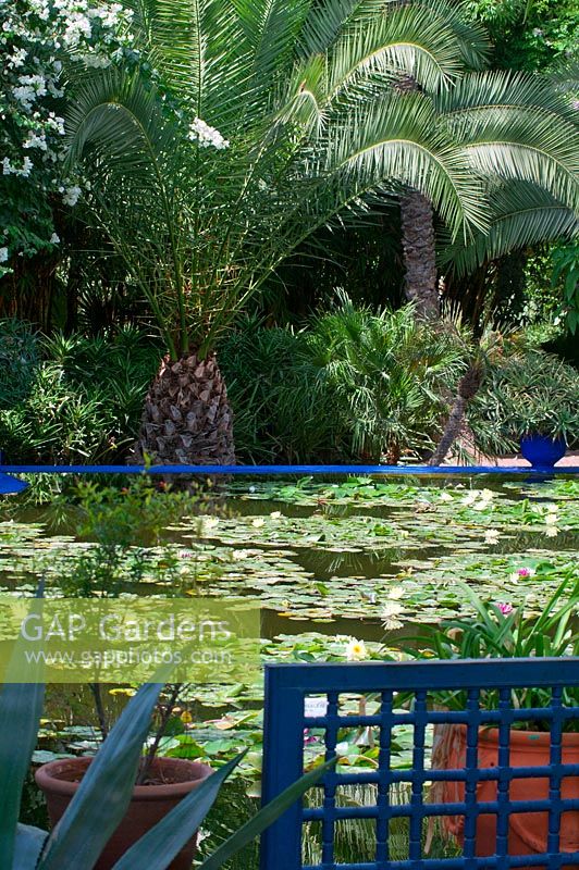 Pond with Nymphaea. Majorelle Garden, Marrakech, Morocco. 
