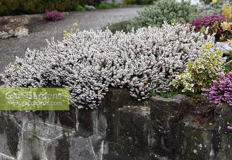 Erica carnea 'Springwood White' used as a wall covering