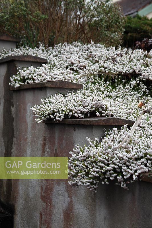Erica carnea 'Springwood White' used as a wall covering
