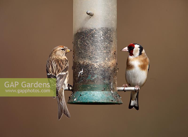 Goldfinch and Redpoll on niger seed feeder