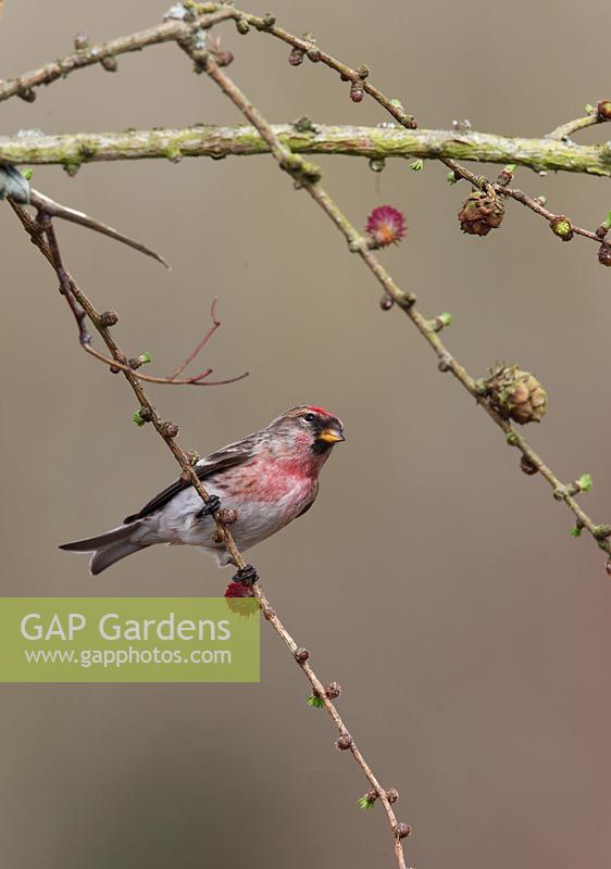 Carduelis flammea - Common redpoll male perching on larch branch