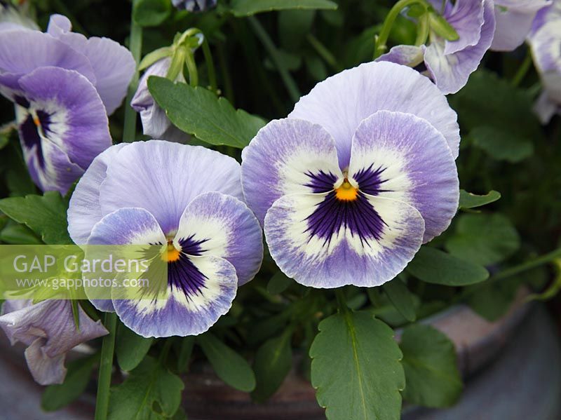 Viola x wittrockiana 'Majestic Giant' 