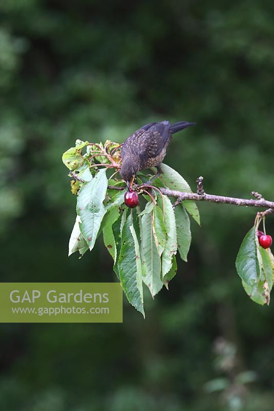 Turdus merula - Blackbird juvenile eating cherry