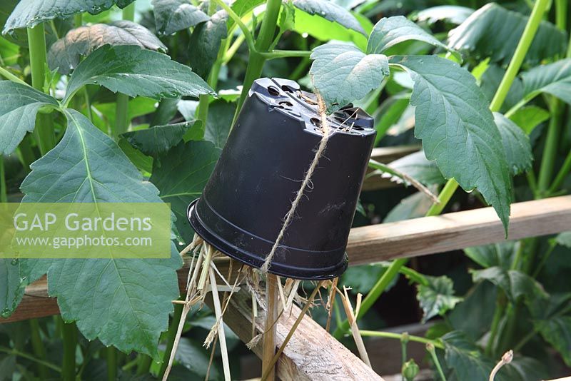 Upturned plastic pot filled with straw used to trap earwigs 