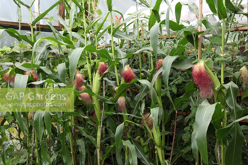 Zea mays 'Minipop' - Sweetcorn plants ripening in polytunnel