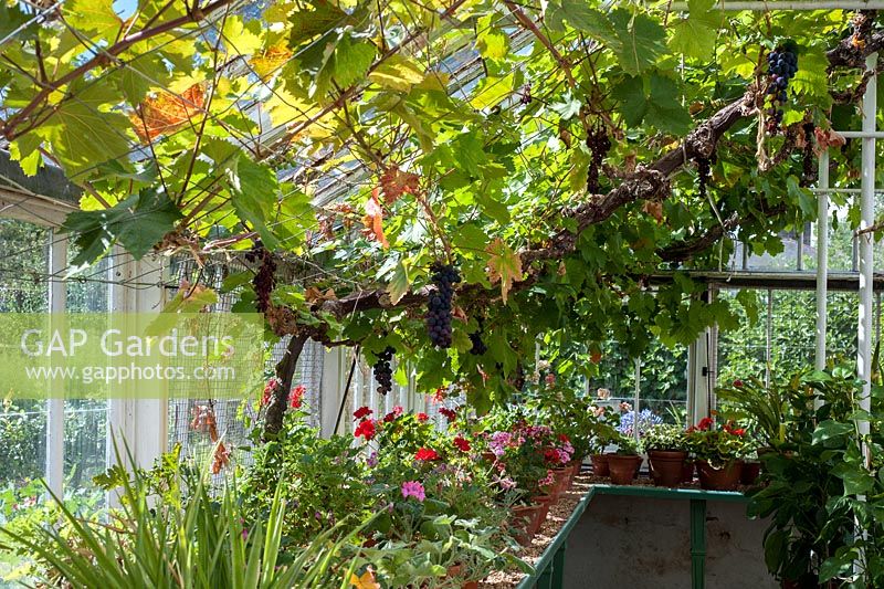 Vitis 'Black Hamburgh' growing in greenhouse