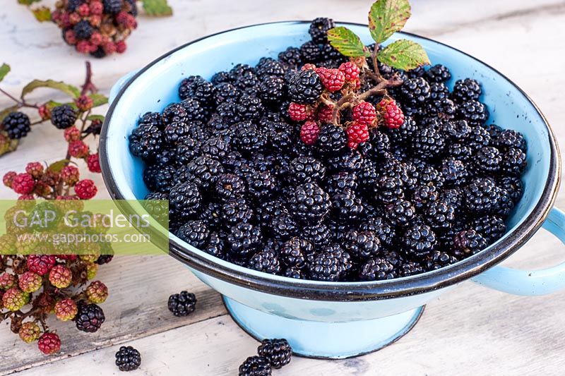 Harvested Rubus fruitcosus - blackberries in old blue enamel colander