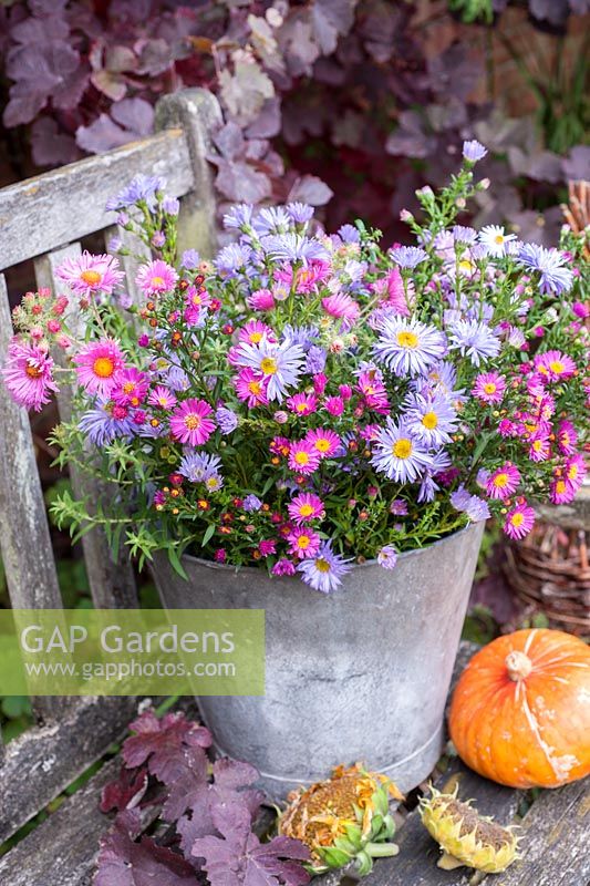 Pink and blue asters arranged in old metal bucket on seat with pumpkins and vine