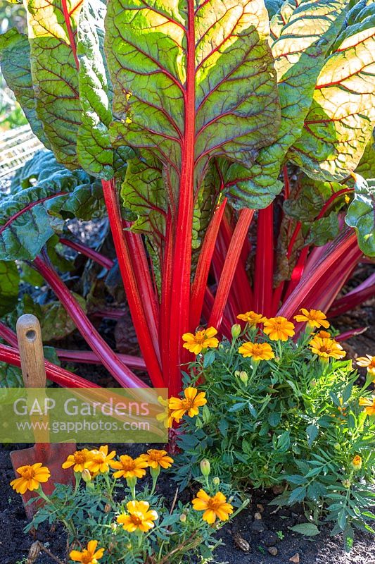 Beta vulgaris - Ruby or Swiss chard planted with tagetes