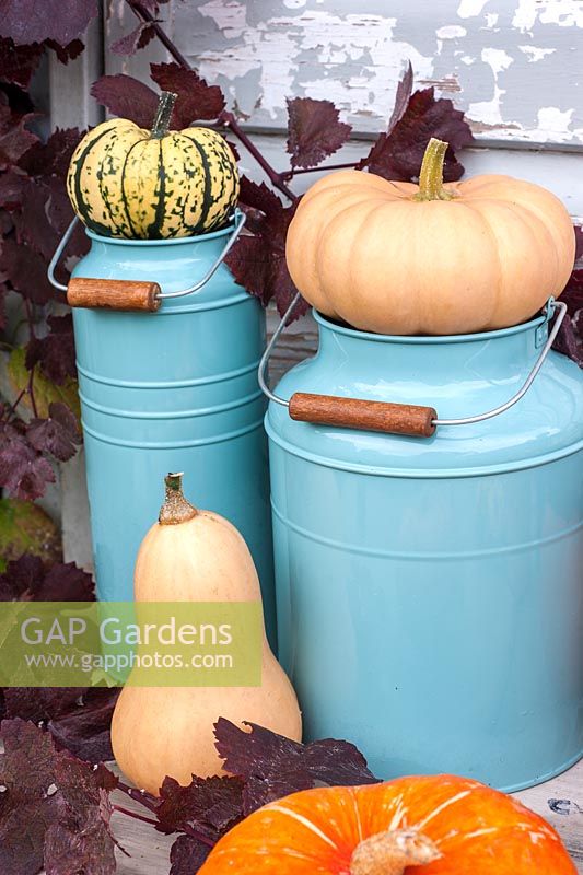Squashes decoratively arranged with blue enamel containers, inc 'Autumn Crown', Butternut 'Walthams Butternut' and 'Harlequin'

