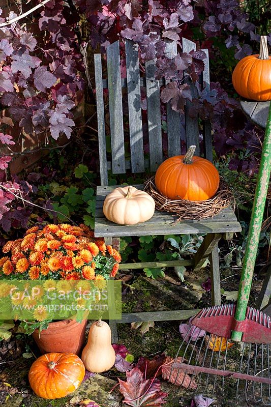 Squashes arranged on wooden seat with purple vine and rake