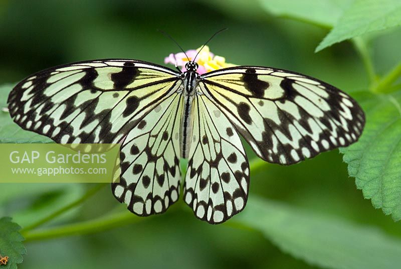 Paper Kite butterfly - Idea Leucomae 