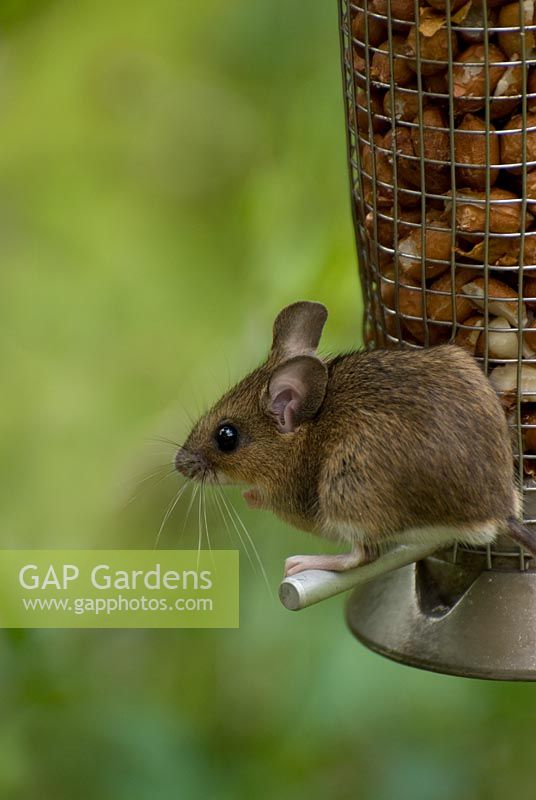 Apoclimus syvaticus - Woodmouse on garden bird feeder