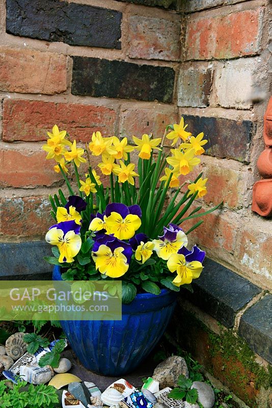 Blue and yellow themed Spring pot against a warm wall. Dwarf daffodils, Narcissus 'Tete-a-tete' with Pansies, Viola x wittrockiana 'Morpheus' in a blue glazed pot with broken crockery around the base