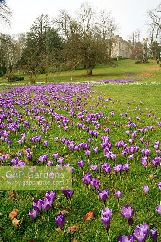 Large flowered crocus running river like down the grass bank with Ragley Hall in the background