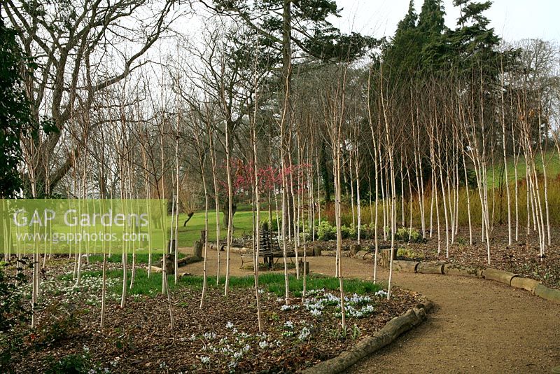Betula utilis var. jacquemontii underplanted with Puschkinia scilloides var. libanotica, Helleborus argutifolius and snowdrops and backed by yellow stemmed dogwoods. Winter Garden, Ragley Hall