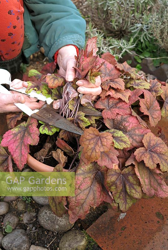 Cutting back the old faded foliage of a container grown x Heucherella 'Stoplight' with shears to encourage new growth - 3 Step project. Rejuvenating a pot grown perennial. Step 1 