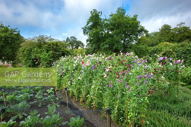Vegetables and sweet peas in the Walled Garden, Highgrove August 2012. 