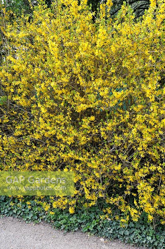 Forsythia x intermedia hedge underplanted with Hedera helix