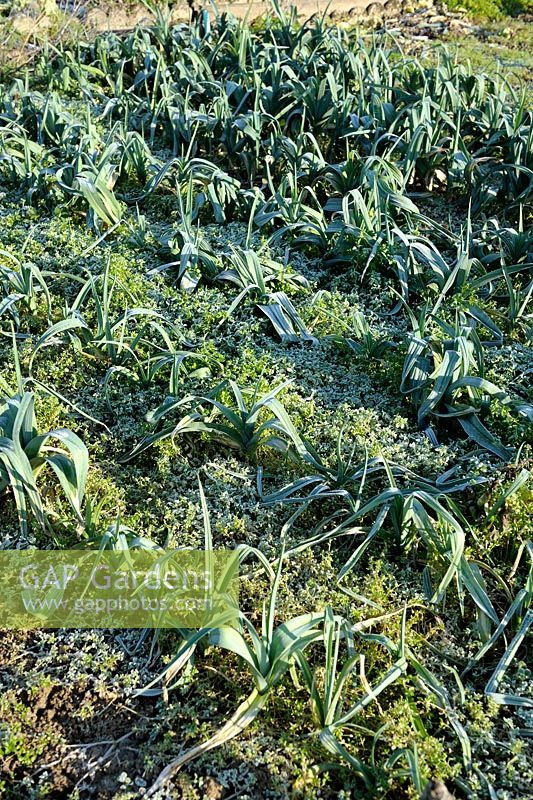 Leeks with frost in winter vegetable garden