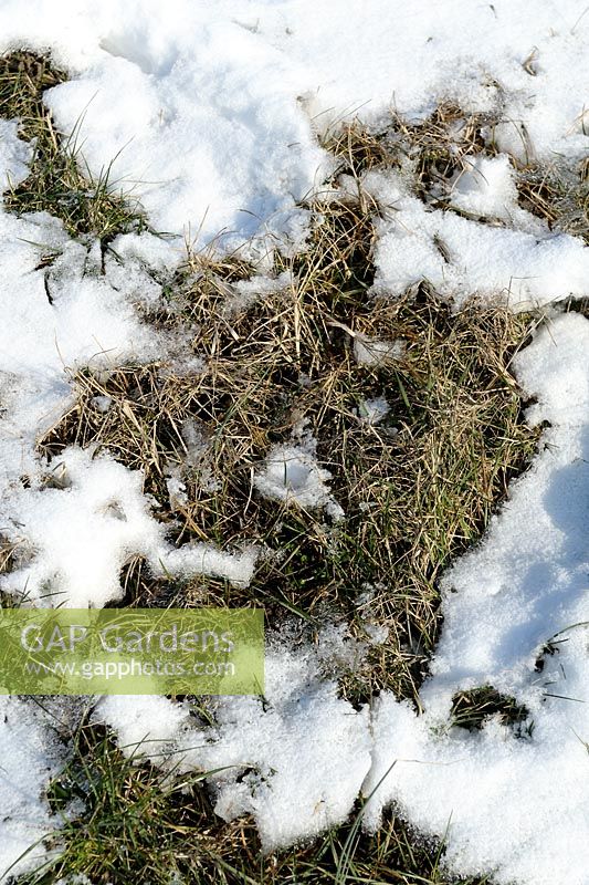 Grass damaged with snow