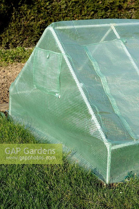 Mini plastic greenhouse protecting young seedlings