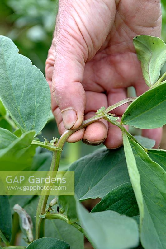 Vicia faba - Pinching out Broad Beans