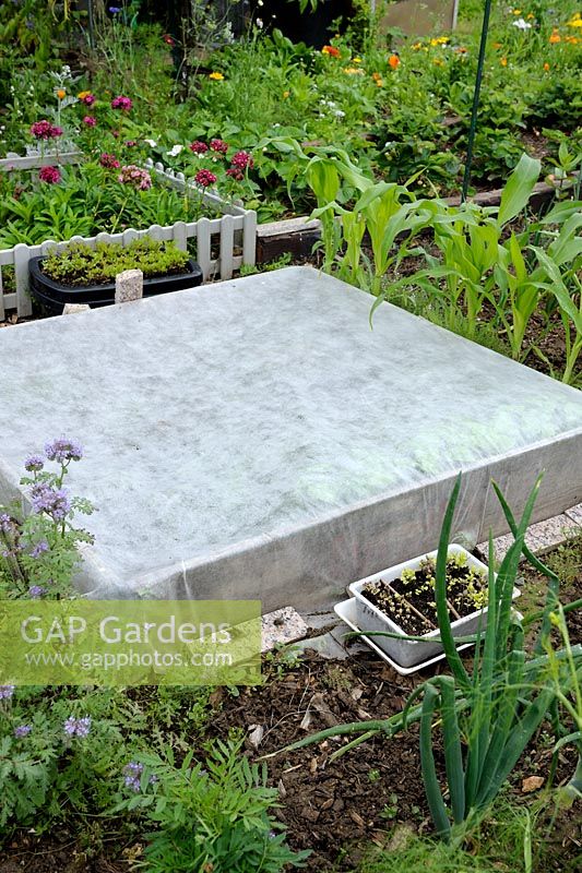 Coldframe covered with a fleece against sun in summer and surrounded by Phacelia, Sweetcorn, Calendula and Dianthus