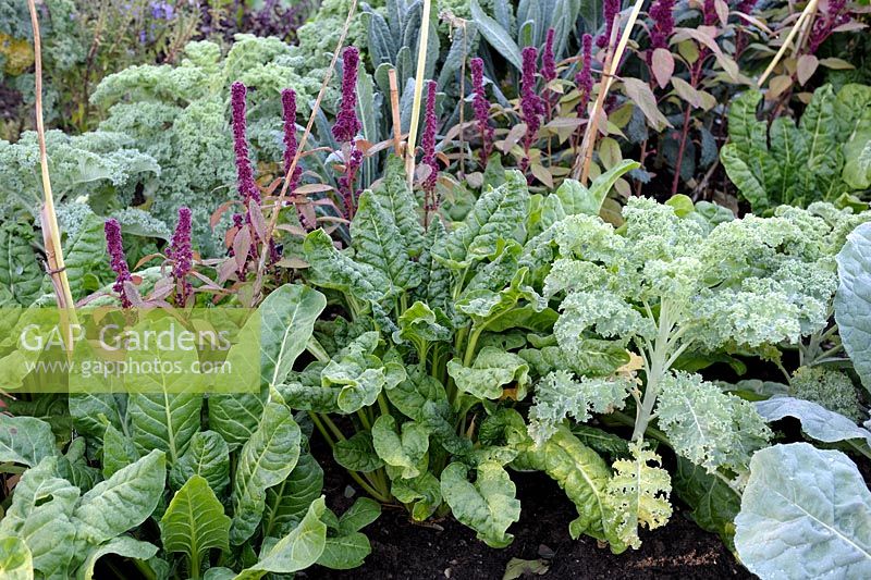 Swiss Chard with Cabbages and Amaranthus