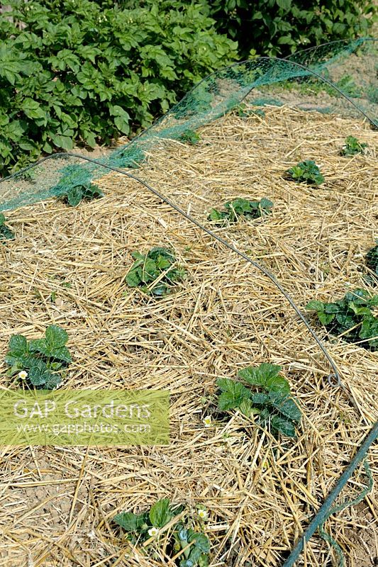 Strawberry growing with straw mulch and protected by nylon netting in spring