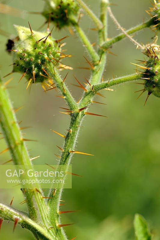 Solanum sisymbrifolium - Sticky Nightshade stem with spines