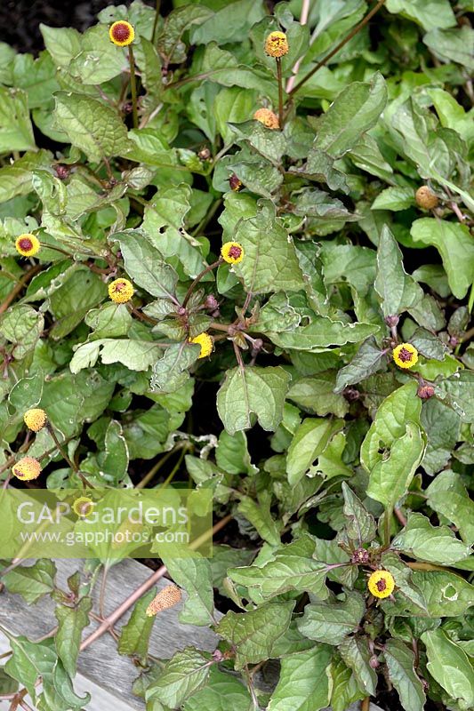 Acmella oleracea syn. Spilanthes oleracea - Paracress 'Peek A Boo'