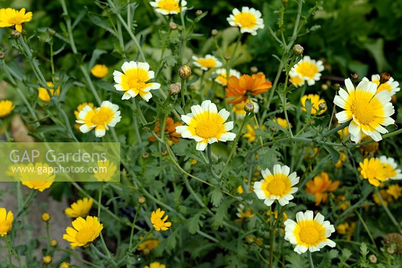 Chrysanthemum coronarium syn. Leucanthemum coronarium - Edible Chrysanthemum