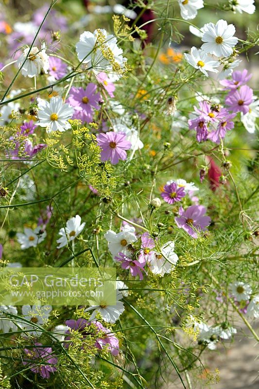 Fennel growing in seeds with Cosmos sonata in autumn