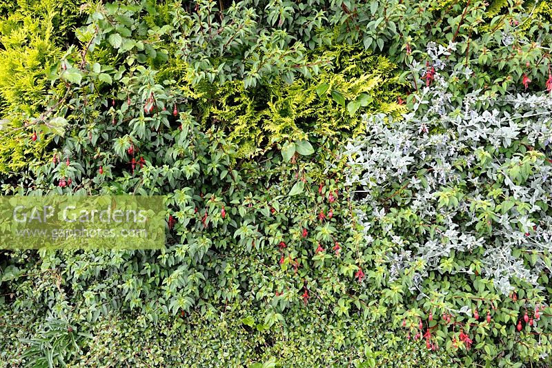 Mixed planting hedge close-up with Fuchsia, Teucrium, Cotoneaster and Conifer