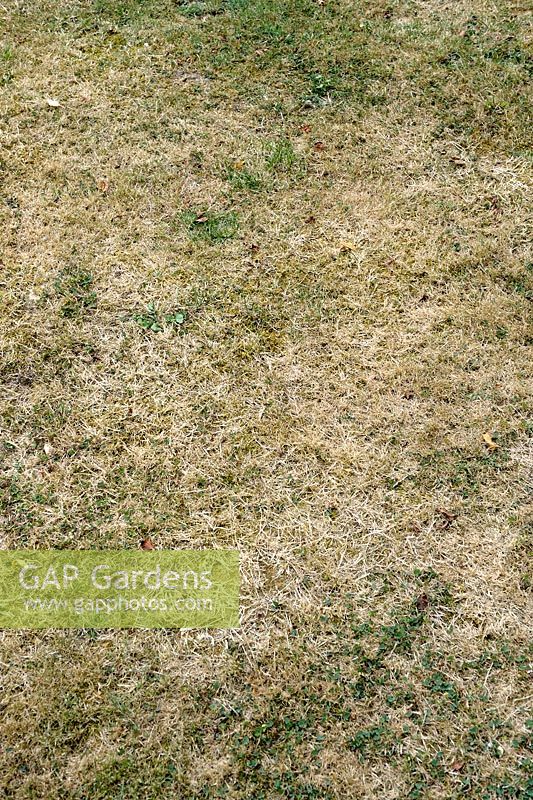 Damaged lawn in late summer due to drought