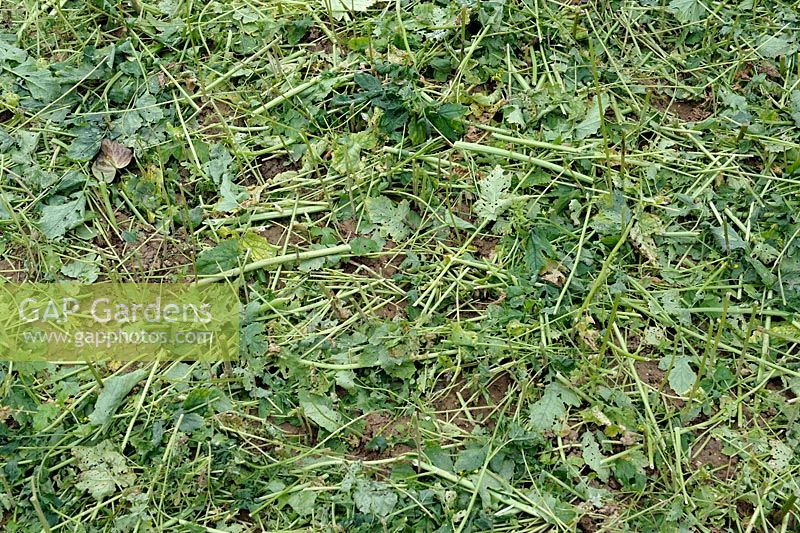 Sinapis alba - White Mustard used as green manure mown before to be turned into the soil of a vegetable bed