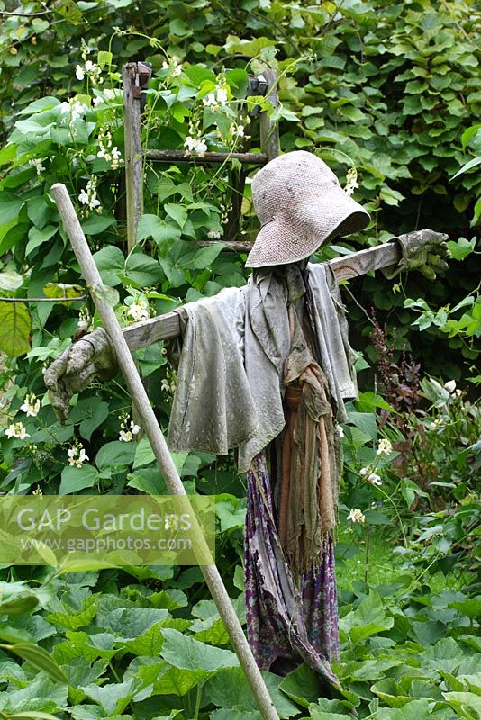 Rustic scarecrow in vegetable garden, Phaseolus coccineus 'White Lady' climbing up rustic wooden ladder