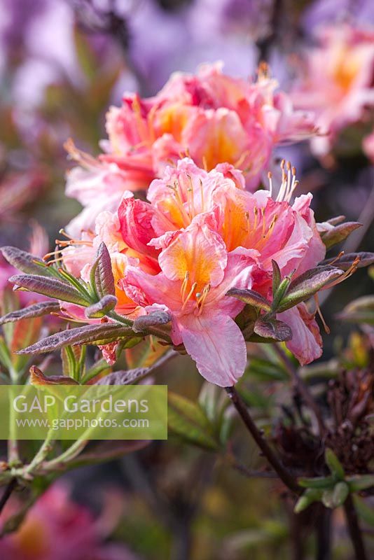 Rhododendron 'Berryrose'