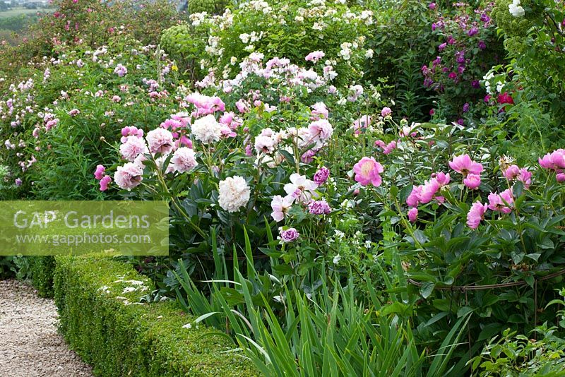 Peonies in a border at Hanham Court including Paeonia 'Kelway's Scented Rose' and Paeonia 'Bowl of Beauty'