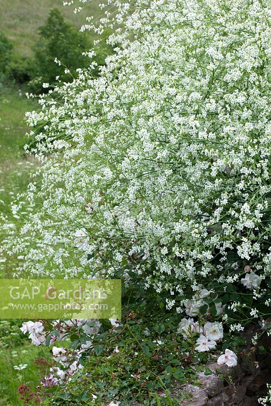 Crambe cordifolia with meadow beyond