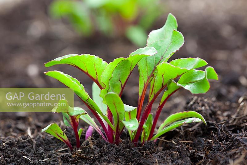 Beetroot 'Boltardy' sown in clusters