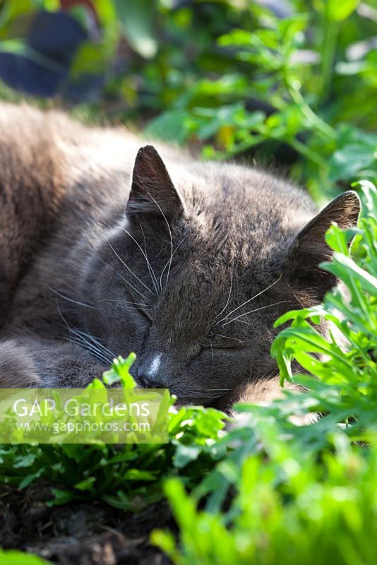 Cat sleeping amongst salad leaves