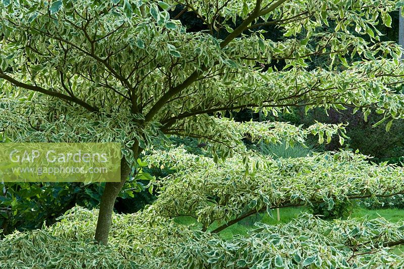 Cornus alternifolia 'Argentea' - Variegated Pagoda tree