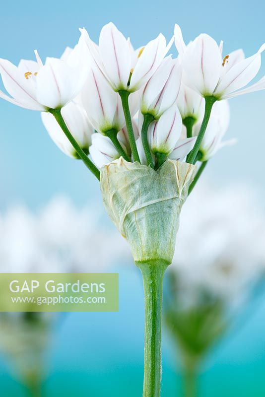 Allium neapolitanum - Neapolitan garlic, also known as Daffodil garlic, May